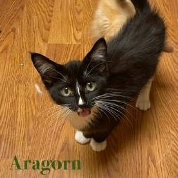 Nyx -  Domestic Short Hair Cat Available for Adoption in Edwardsville, Illinois - Nyx | PetCurious