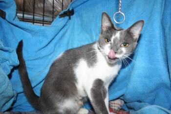 Maria -  Domestic Short Hair Cat for Adoption in Howell, Michigan - Maria | PetCurious