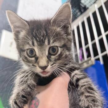 Jawbreaker -  Domestic Medium Hair Cat Available for Adoption in Titusville, Florida - Jawbreaker | PetCurious