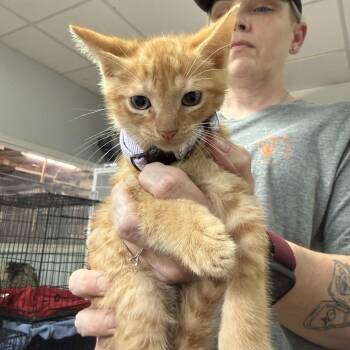 Two Egg Breakfast -  Tabby and Domestic Short Hair Cat for Adoption in Columbia, South Carolina - Two Egg Breakfast | PetCurious