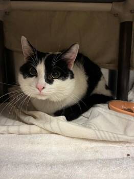 JUDAH -  Domestic Medium Hair Cat for Adoption in Minneapolis, Minnesota - JUDAH | PetCurious