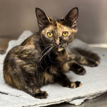 McFlurry (Grizzly) -  Domestic Long Hair Cat for Adoption in Fort Smith, Arkansas - McFlurry (Grizzly) | PetCurious