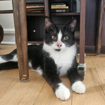 Rescue Domestic Short Hair Cats for Adoption in Evanston, Illinois - Samurai | PetCurious