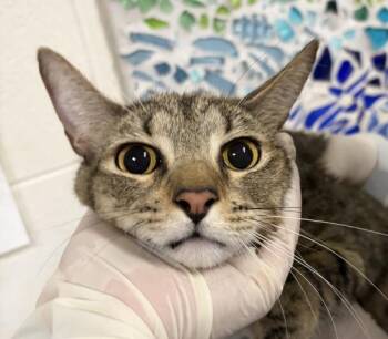 LUKE -  Domestic Short Hair Cat for Adoption in Pensacola, Florida - LUKE | PetCurious