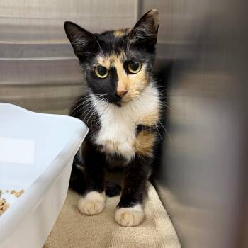 Target -  Domestic Short Hair Cat for Adoption in Morganton, North Carolina - Target | PetCurious