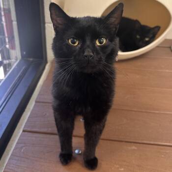 Roy Orbison -  Domestic Short Hair Cat Available for Adoption in Rocky Mount, Virginia - Roy Orbison | PetCurious