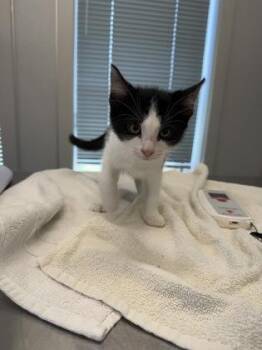 Cotton -  Domestic Short Hair Cat for Adoption in Lafayette, Indiana - Cotton | PetCurious