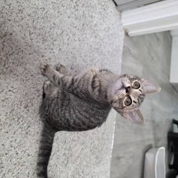 River -  Domestic Medium Hair Cat for Adoption in Barrière, British Columbia - River | PetCurious