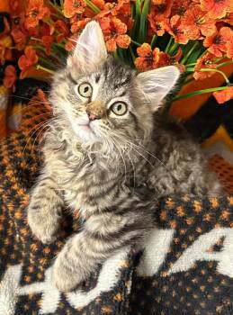 Domestic Short Hair Cats Available for Adoption in Stillwater, Oklahoma - 2/5/26 Azzy | PetCurious