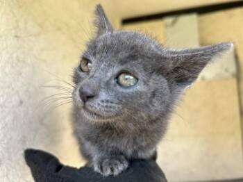 Saber -  Domestic Short Hair Cat for Adoption in Victorville, California - Saber | PetCurious