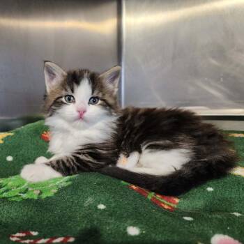 Domestic Medium Hair Cats Available for Adoption in Plainfield, Illinois - Christopher | PetCurious