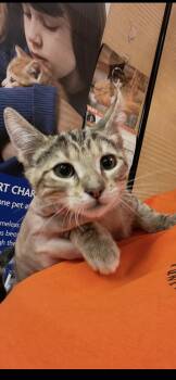 Domestic Short Hair and Bengal Cats Available for Adoption in Scottsdale, Arizona - Saffron | PetCurious