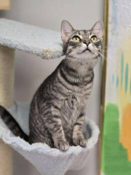 Rescue Domestic Short Hair Cats for Adoption in Effingham, Illinois - Mochi | PetCurious