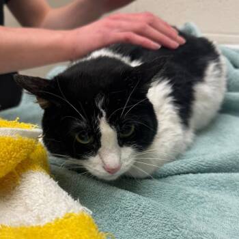 Domestic Short Hair Cats Available for Adoption - Mamacita | PetCurious