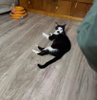 Domestic Short Hair Cats Available for Adoption - Rose | PetCurious