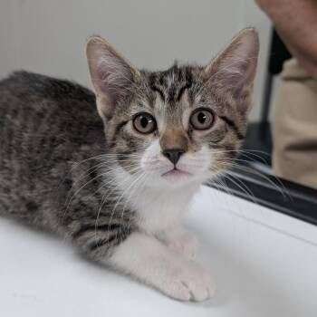 Mel -  Domestic Short Hair Cat for Adoption in Canton, Illinois - Mel | PetCurious