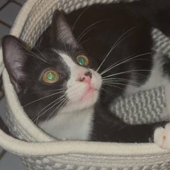 Rescue American Bobtail Cats for Adoption in Jena, Louisiana - Taco | PetCurious