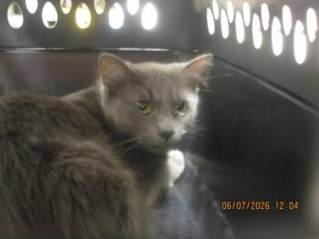Towie (676) -  Domestic Short Hair Cat for Adoption in Marietta, Georgia - Towie (676) | PetCurious