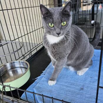 Domestic Short Hair Cats Available for Adoption in Lumberton, North Carolina - Tinkerbell | PetCurious