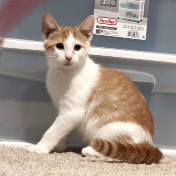 Rescue Domestic Short Hair Cats for Adoption in St. Cloud, Florida - Ron Weasley | PetCurious