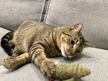 Tabby Cats Available for Adoption - Kitty Witty | PetCurious