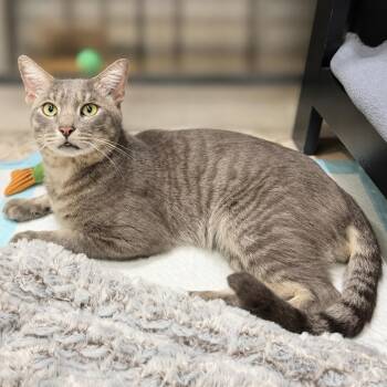 Ozzy -  Domestic Short Hair Cat for Adoption in Jupiter, Florida - Ozzy | PetCurious
