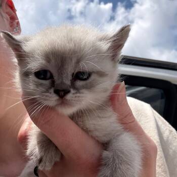 Gray Haze -  Domestic Medium Hair and Domestic Short Hair Cat for Adoption in Marshall, Texas - Gray Haze | PetCurious