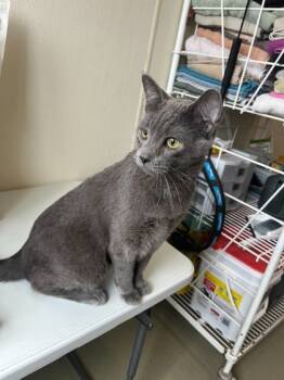 Rescue Domestic Short Hair Cats for Adoption in Willmar, Minnesota - Litten | PetCurious