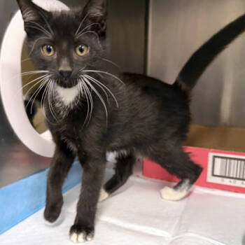 Rescue Domestic Short Hair Cats for Adoption in Voorhees Township, New Jersey - Togekiss | PetCurious