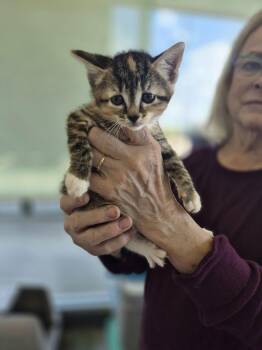 Domestic Short Hair and Tabby Cats Available for Adoption in Livonia, Michigan - C319 Litter Nala | PetCurious