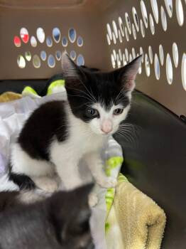 Mantis -  Domestic Short Hair Cat for Adoption in Grants Pass, Oregon - Mantis | PetCurious