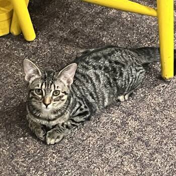 Rescue Tabby and Domestic Short Hair Cats for Adoption in Harrisburg, Pennsylvania - Ava | PetCurious