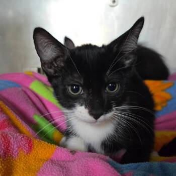 Harry -  Domestic Short Hair Cat for Adoption in San Jacinto, California - Harry | PetCurious