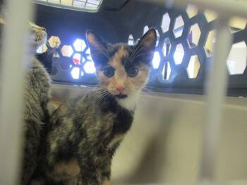 Rescue Domestic Short Hair Cats for Adoption in Ocala, Florida - CEREAL | PetCurious