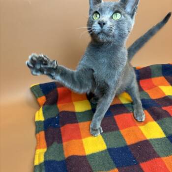 Acorn -  Domestic Short Hair Cat for Adoption in San Antonio, Texas - Acorn | PetCurious