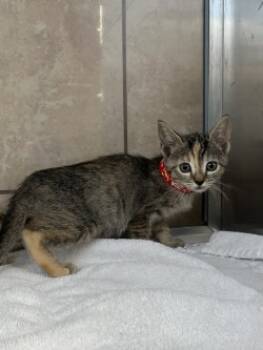 Rescue Domestic Short Hair Cats for Adoption in Farmers Branch, Texas - Mince | PetCurious