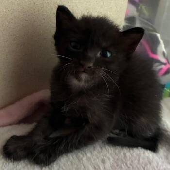 Waffle -  Domestic Short Hair Cat for Adoption in Yuma, Arizona - Waffle | PetCurious