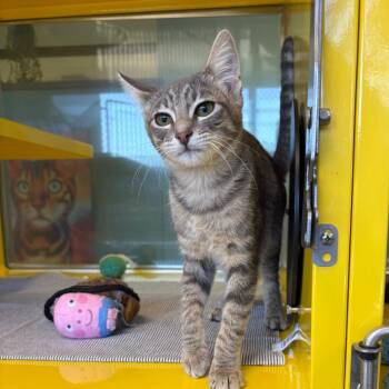 Woof -  Domestic Short Hair Cat for Adoption in Abilene, Texas - Woof | PetCurious