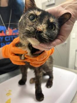 VIVA -  Domestic Short Hair Cat for Adoption in Indianapolis, Indiana - VIVA | PetCurious