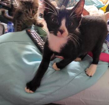 Elegy -  Domestic Short Hair Cat for Adoption in New York, New York - Elegy | PetCurious