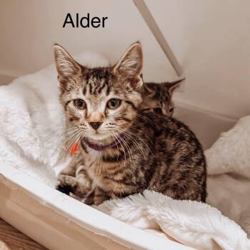 Alder -  Domestic Short Hair Cat for Adoption in Murfreesboro, Tennessee - Alder | PetCurious