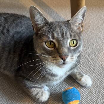 ZETA -  Domestic Short Hair Cat Available for Adoption in East Greenwich, Rhode Island - ZETA | PetCurious