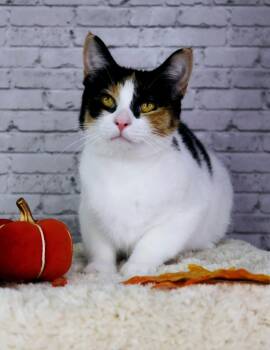 Rescue Domestic Short Hair Cats for Adoption in Ashland, Kentucky - Catarina | PetCurious