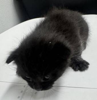 Domestic Short Hair Cats Available for Adoption in West Chester, Pennsylvania - Yogi Bear FKA Little Bear | PetCurious