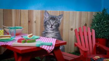 Cherry -  Tabby Cat for Adoption in Lucas, Texas - Cherry | PetCurious
