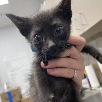 Clawdia -  Domestic Short Hair Cat for Adoption in Webster, Texas - Clawdia | PetCurious