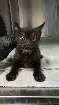 A1051344 -  Domestic Short Hair Cat for Adoption in Martinez, California - A1051344 | PetCurious