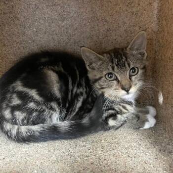 Spidey -  Domestic Short Hair Cat for Adoption in Roanoke, Virginia - Spidey | PetCurious