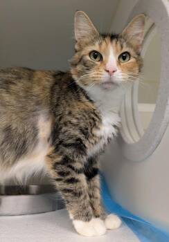 Rescue Domestic Medium Hair Cats for Adoption in Bellingham, Washington - Felicity | PetCurious