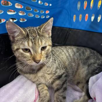 Frothy -  Domestic Short Hair Cat for Adoption in Powdersville, South Carolina - Frothy | PetCurious
